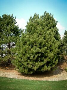 Сосна Чёрная (Pinus Nigra) купить по цене от 270.00р. в интернет-магазине «Посадика» с доставкой почтой в в Осае и по всей России – [изображение №1].