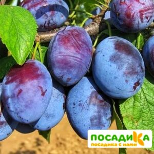 Слива Чачакская ранняя купить по цене от 229.00р. в интернет-магазине «Посадика» с доставкой почтой в в Осае и по всей России – [изображение №1].