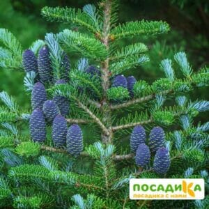 Пихта корейская (Abies koreana) купить по цене от 450.00р. в интернет-магазине «Посадика» с доставкой почтой в в Осае и по всей России – [изображение №1].