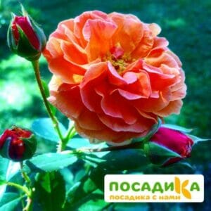 Роза Арабия купить по цене от 350.00р. в интернет-магазине «Посадика» с доставкой почтой в в Осае и по всей России – [изображение №1].