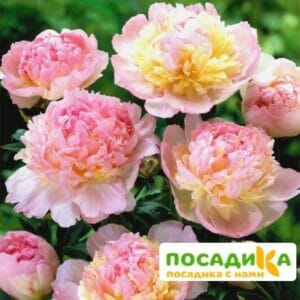 Пион Распберри Сандей (Paeonia Raspberry Sundae) купить по цене от 959р. в интернет-магазине «Посадика» с доставкой почтой в в Осае и по всей России – [изображение №1].