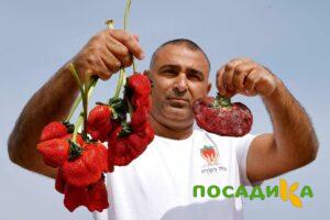 Клубника Гигант Джорнея купить по цене от 266р. в интернет-магазине «Посадика» с доставкой почтой в в Осае и по всей России – [изображение №1].