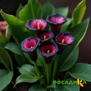Калла Аура Лейс купить по цене от 400р. в интернет-магазине «Посадика» с доставкой почтой в в Осае и по всей России – [изображение №1].