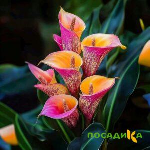 Калла Оникс купить по цене от 450р. в интернет-магазине «Посадика» с доставкой почтой в в Осае и по всей России – [изображение №1].