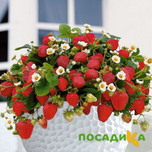 Клубника Рубиновый Шепот (горшечная) купить по цене от 240р. в интернет-магазине «Посадика» с доставкой почтой в в Осае и по всей России – [изображение №1].