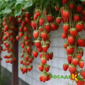 Клубника вьющаяся Комплимент купить по цене от 470р. в интернет-магазине «Посадика» с доставкой почтой в в Осае и по всей России – [изображение №1].