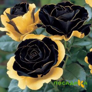 Роза Ханни Сикл купить по цене от 700р. в интернет-магазине «Посадика» с доставкой почтой в в Осае и по всей России – [изображение №1].