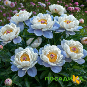 Пион акварельный Этюд купить по цене от 806р. в интернет-магазине «Посадика» с доставкой почтой в в Осае и по всей России – [изображение №1].