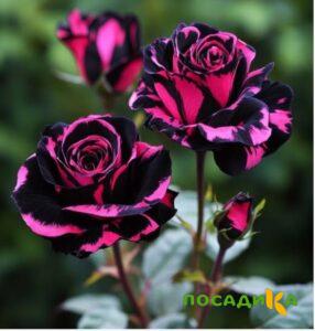 Роза Багровый Шепот купить по цене от 366р. в интернет-магазине «Посадика» с доставкой почтой в в Осае и по всей России – [изображение №1].