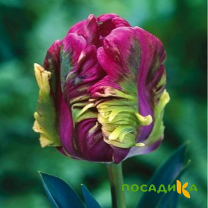 Тюльпан Экзотик Хэвен купить по цене от 186р. в интернет-магазине «Посадика» с доставкой почтой в в Осае и по всей России – [изображение №1].